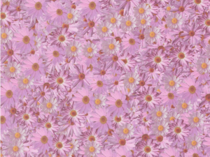Alison Ellis Design – Pink Daisies